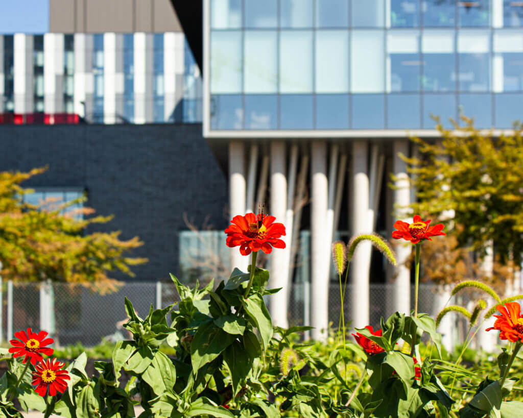 Close-up photo of flowers infront of George Brown College residence Canary District