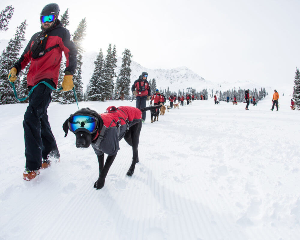 Photo of black rescue dog in training Arapahoe Basin